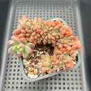 Pachyveria 'Paradoxa' Crested 2"-3" Succulent Plant