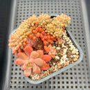 Pachyveria 'Paradoxa' Crested 2"-3" Succulent Plant