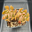 Echeveria 'Black Hawk' 3"-4" ('Topsy Turvey' x 'Black Prince') Succulent Plant