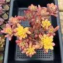 Echeveria 'Minibelle' Variegated 5" Large Cluster Succulent Plant