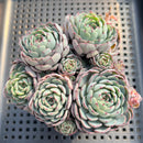 Echeveria 'Minima' 2"-3" Succulent Plant