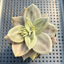 Echeveria Xichuensis 2" Succulent Plant