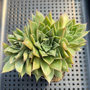 Echeveria Purposorum x Longissima 3" Succulent Plant