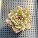 Echeveria 'Diamond Dragon' 2"-3" (Red Dragon Variant) Succulent Plant