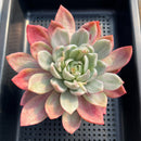 Echeveria 'Pink Champaign' Variegated 5"-6" Large Succulent Plant