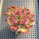 Echeveria 'Bradley' 3" Succulent Plant