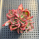 Echeveria 'Bradley' 3" Succulent Plant