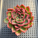 Echeveria 'Bradley' 3" Succulent Plant