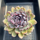 Echeveria 'Gemstone' 4"-5" Large Succulent Plant