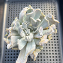 Echeveria 'Thriller Pearl' 3" Succulent Plant