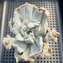 Echeveria 'Thriller Pearl' 3" Succulent Plant