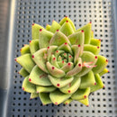 Echeveria Agavoides 'Wrinkle Maria' 3" Succulent Plant