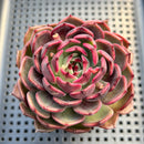 Echeveria 'Black Eyes' 3" Succulent Plant