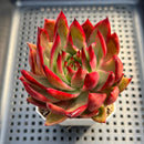 Echeveria Agavoides 'Frank Reinelt' 3" Succulent Plant