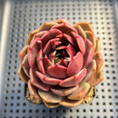 Echeveria sp. 2"-3" Succulent Plant
