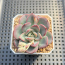 Echeveria 'Adella' 1"-2" Succulent Plant