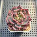 Echeveria 'Nomad' 2" Succulent Plant