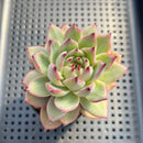 Echeveria 'Diamond Dragon' 2"-3" (Red Dragon Variant) Succulent Plant