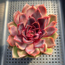 Echeveria 'Pink Honey' 3"-4" Succulent Plant