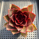 Echeveria 'Red Light' 3" Succulent Plant