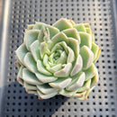 Echeveria sp. 2"-3" Succulent Plant