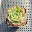 Echeveria sp. Monstrose 2" Succulent Plant
