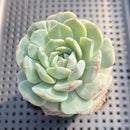 Echeveria sp. Monstrose 2" Succulent Plant