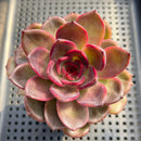 Echeveria 'Homage' 3"-4" Succulent Plant