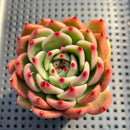 Echeveria Agavoides 'Garcia' 3"-4" Succulent Plant