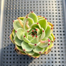 Echeveria 'Blue Dragon' 2" Succulent Plant