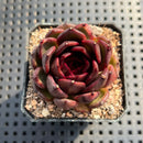 Echeveria sp. 1"-2" Succulent Plant