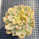 Echeveria 'Pulidonis' Variegated 2" Succulent Plant