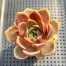 Echeveria 'Charmander' 2"-3" (Flower Village Original Hybrid) Succulent Plant
