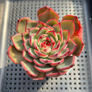 Echeveria 'Secret Garden' 3" Succulent Plant