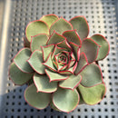 Echeveria Longissima var. aztatlensis 2"-3" Succulent Plant