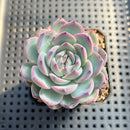 Echeveria 'Prada' 2"-3" Succulent Plant