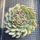 Echeveria 'Geumjak' 3"-4" Succulent Plant