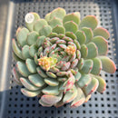 Echeveria 'Geumjak' 3"-4" Succulent Plant