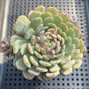 Echeveria 'Geumjak' 3"-4" Succulent Plant