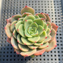 Echeveria 'Belladonna' 3" Succulent Plant