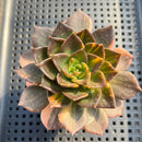 Echeveria 'Black Prince' Variegated 2" Succulent Plant