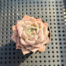 Echeveria sp. 1"-2" Succulent Plant
