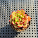 Echeveria 'Salu' 1" Succulent Plant