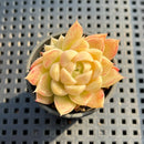 Echeveria ‘Malgan’ 1”-2” Succulent Plant