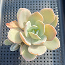 Echeveria 'Hakuhou' 2"-3" Succulent Plant