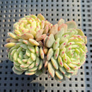 Echeveria 'White Farm' 2" Succulent Plant