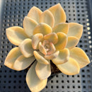 Graptoveria 'Grand Palace' Variegated 3" Succulent Plant