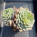 Echeveria 'White Farm' 3"-4" Succulent Plant