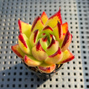 Echeveria Agavoides 'Flower Bud' 2" Succulent Plant