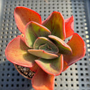 Echeveria 'Goiabinha' Variegated (100% Grown In House) 2" Succulent Plant